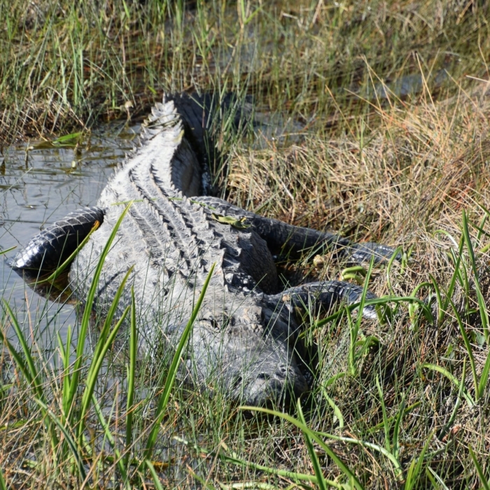 Alligator at Everglades National Park