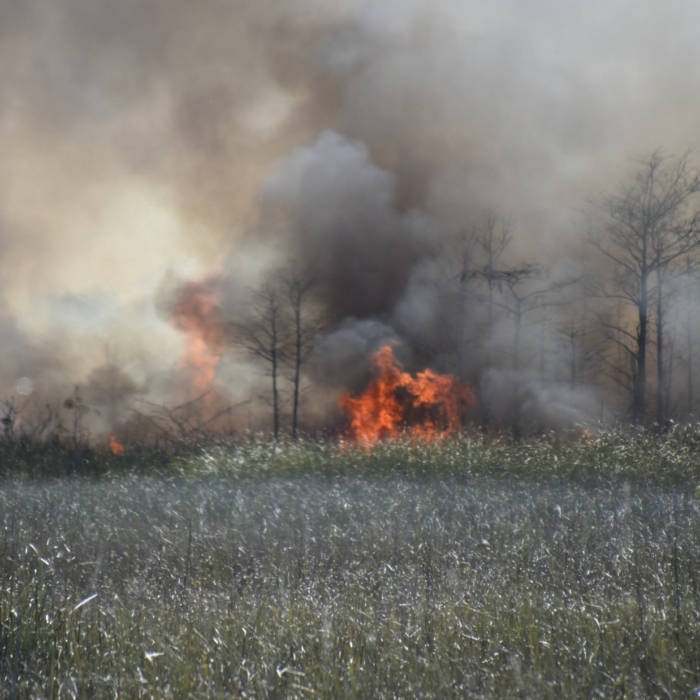 Prescribed Burns