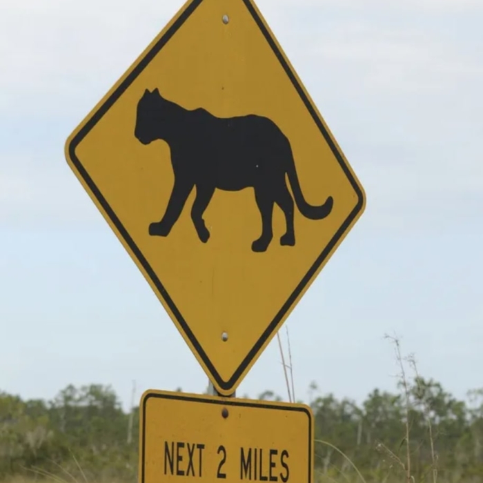 Florida Panther Signs Everglades National Park