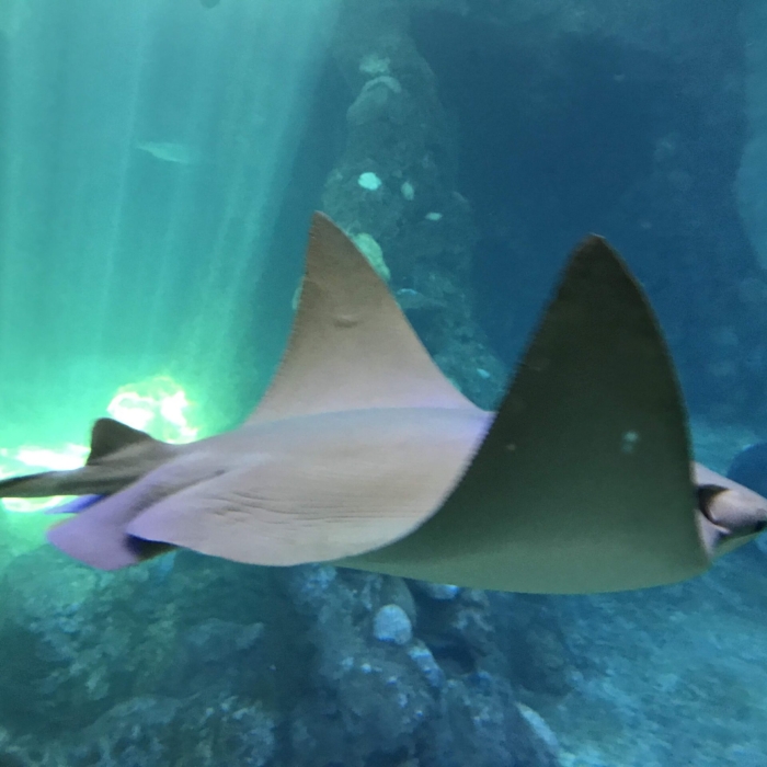 Large aquariums fill the center