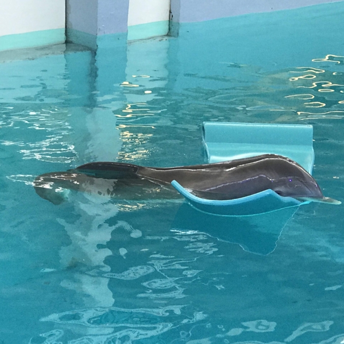 Winter the dolphin with a float